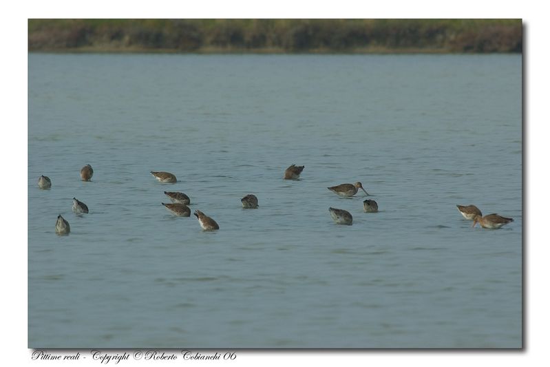 Pittima reale - Limosa limosa